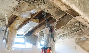 Best Mold Prevention Services  in Shenandoah, LA